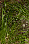 Timid sedge